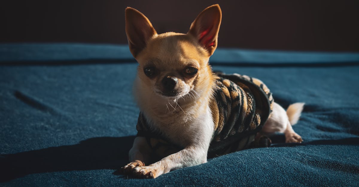 découvrez tout ce qu'il faut savoir sur les punaises de lit : comment les identifier, prévenir leur apparition et les éradiquer efficacement pour protéger votre maison.