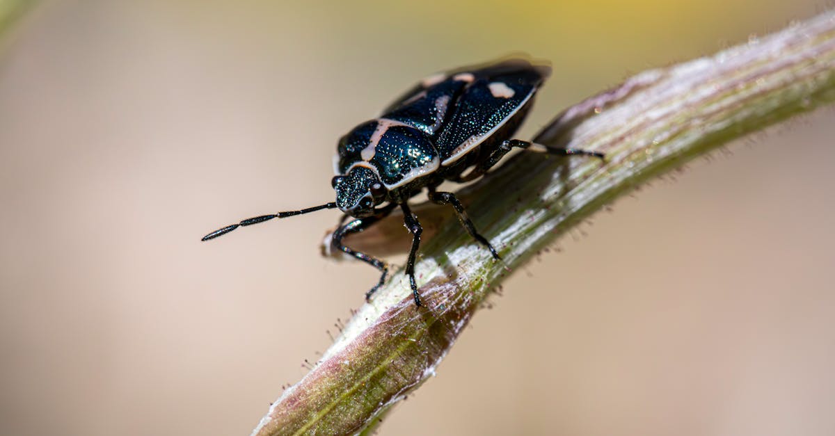 découvrez tout ce qu'il faut savoir sur les punaises de lit : identification, prévention et solutions efficaces pour s'en débarrasser rapidement et durablement.