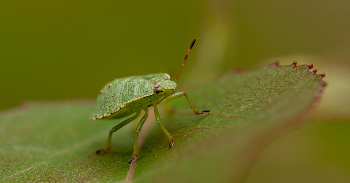 découvrez comment identifier, prévenir et éliminer efficacement les punaises de lit pour protéger votre maison et votre santé.