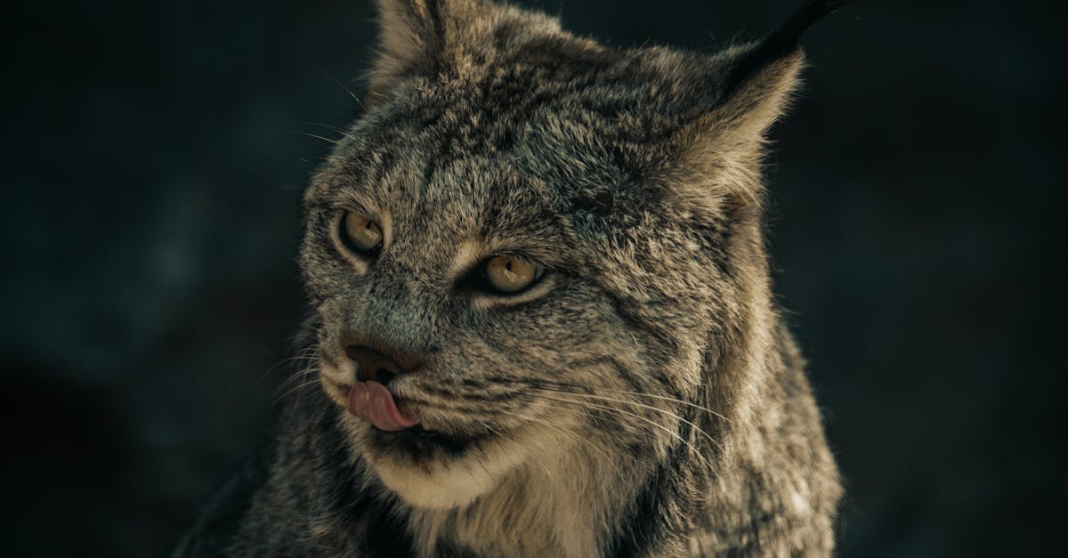 découvrez le meilleur duvet en france pour 2025 : confort, qualité et chaleur au rendez-vous pour des nuits hivernales inoubliables.