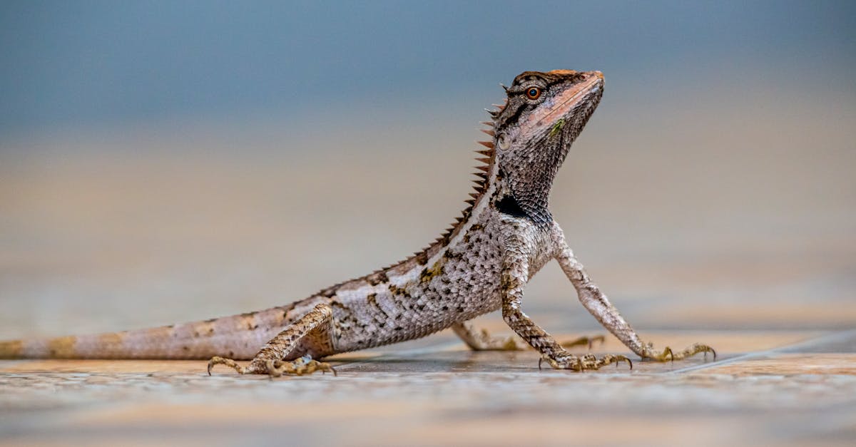 découvrez le face-à-face entre castex et emma : un débat captivant et des échanges passionnés sur des sujets d'actualité.