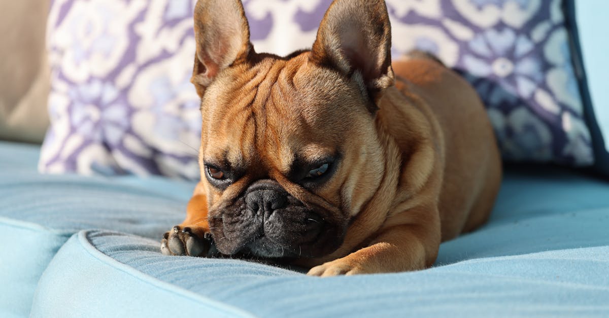 découvrez french comfort, votre destination pour des chaussures élégantes et confortables alliant style français et bien-être au quotidien.