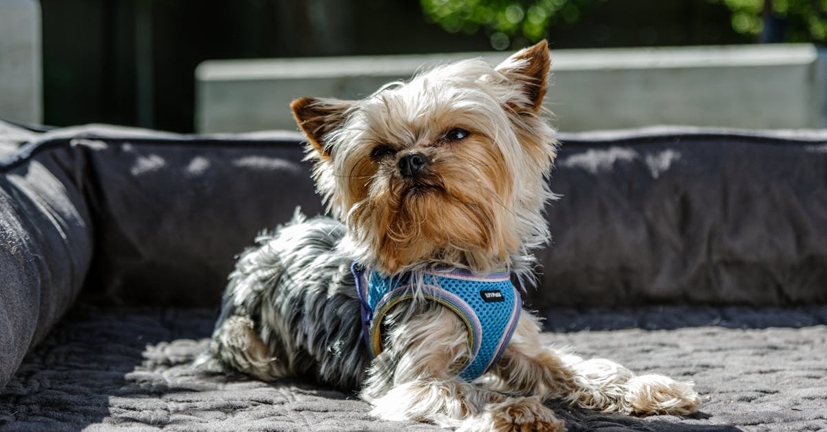 découvrez nos literies premium alliant confort supérieur et design élégant pour des nuits de rêve inégalées.